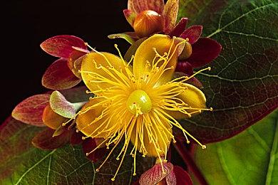 黑暗幻想FPS《巫火》首发不登陆Steam 使用虚幻4制作